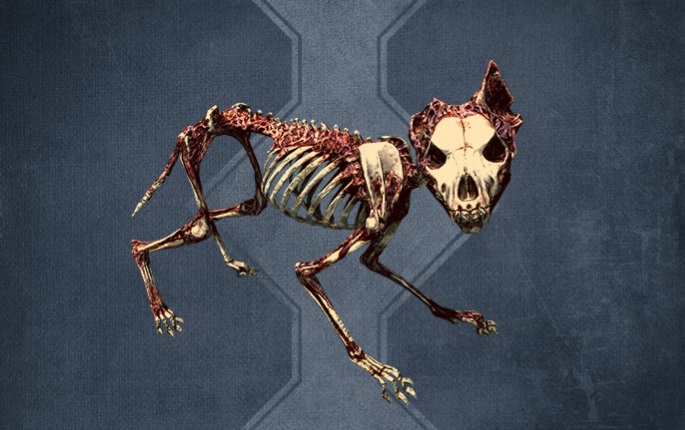 The undead Bone Wolf companion