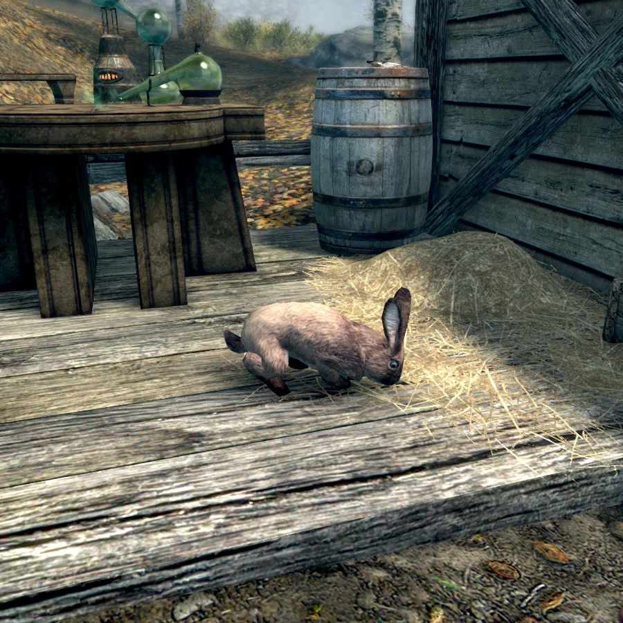 Thistle the tamed rabbit